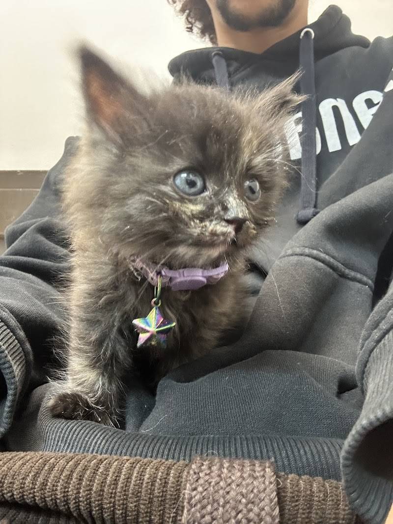 Hermitage Animal Clinic